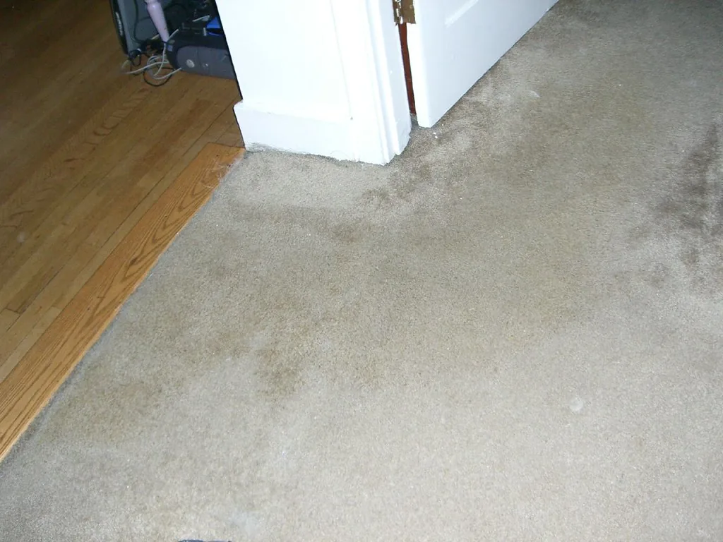 Carpet with water staining near a wall